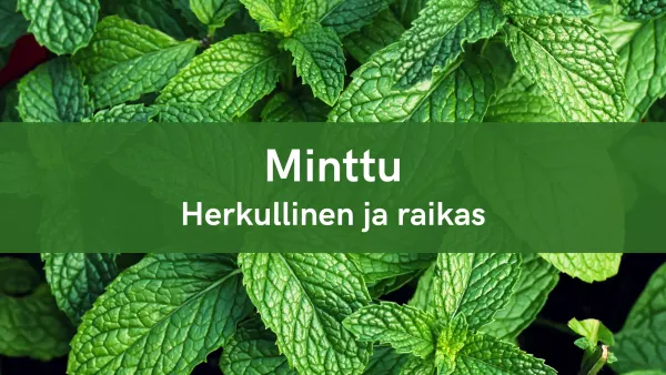 Minttu - Herkkullinen ja Raikas