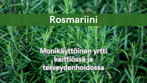 Rosmariini - Monikäyttöinen yrtti keittiössä ja terveydenhoidossa