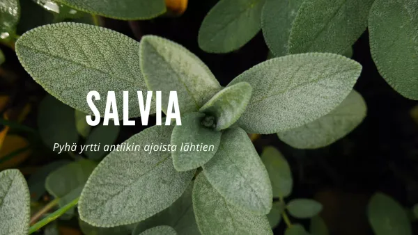 Salvia – Pyhä yrtti antiikin ajoista lähtien